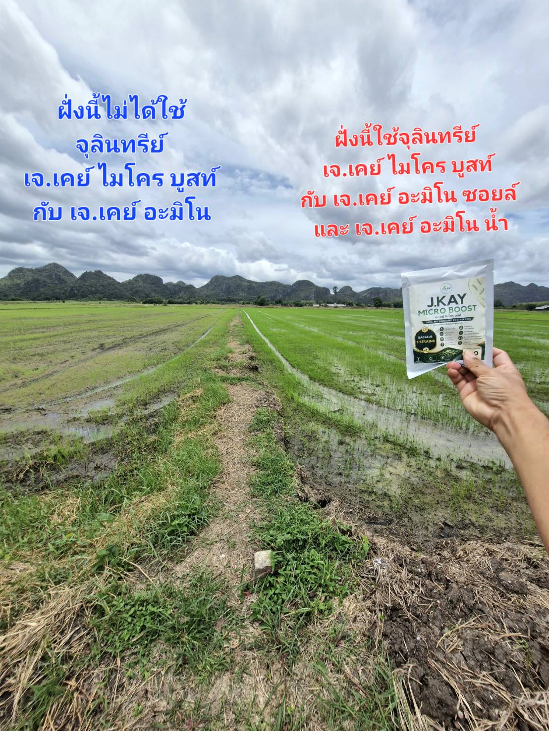ภาพเปรียบเทียบพื้นที่นาข้าวที่มีการจัดการแตกต่างกัน