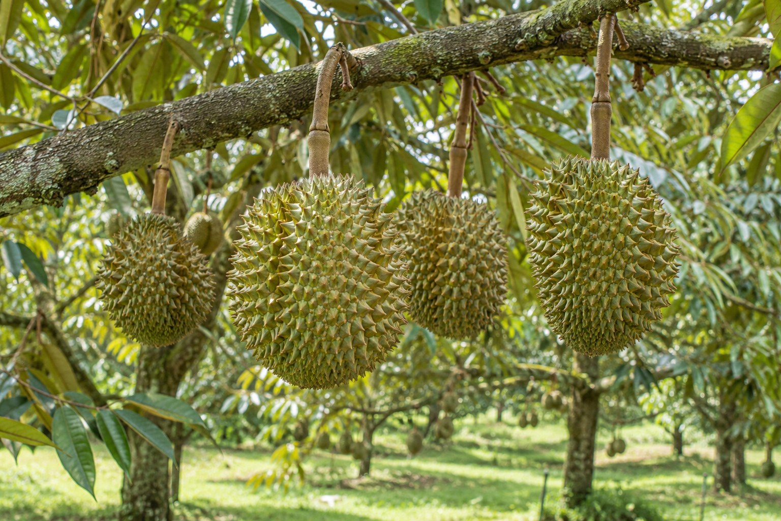 ทุเรียน